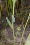 Florida pineland spurge